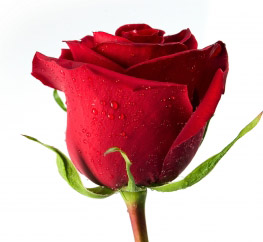 What Love Made 3 Men in the Bible do