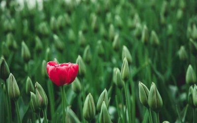 Dare to be Different