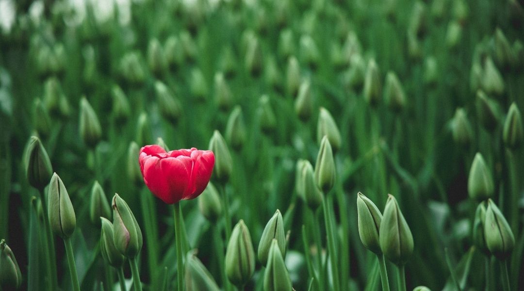 Dare to be Different