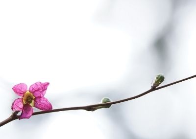 Finding True Peace, Where There Seems to be None