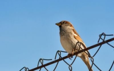 Are you hosting sparrows or pigeons?