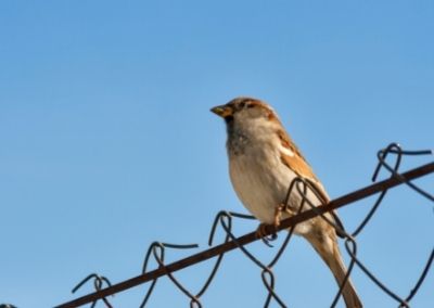 Are you hosting sparrows or pigeons?