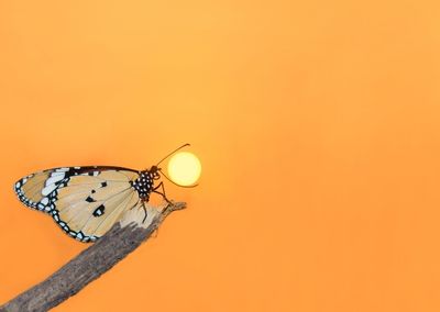 When God Gives You A Big Dream! 💭