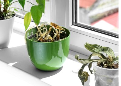 What I Learned From The Dried Lemon Tree🍋